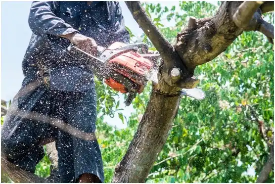 tree services Rupert